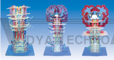 The model of brainstem inside structure and conduction